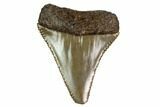 Serrated, Fossil Great White Shark Tooth #158857-1